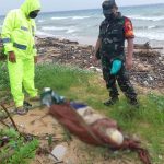 Di Hebohkan Penemuan Mayat Yang Tidak Diketahui Identitasnya (Mr X) Di Pesisir Pantai Dusun Giliyen Desa Tarebung Kecamatan Gayam Kabupaten Sumenep