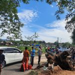 Terjadi Bencana Alam Pohon Asam Tumbang Yang Melintang Di Tengah Jalan PUD Desa Gardu Barat Kecamatan Ganding