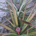 <strong>Kelompok Tani Aik Jelutung Tanaman Nanas di Lahan Bekas Tambang PT Timah Tbk, Panen Ribuan Buah Nanas</strong>