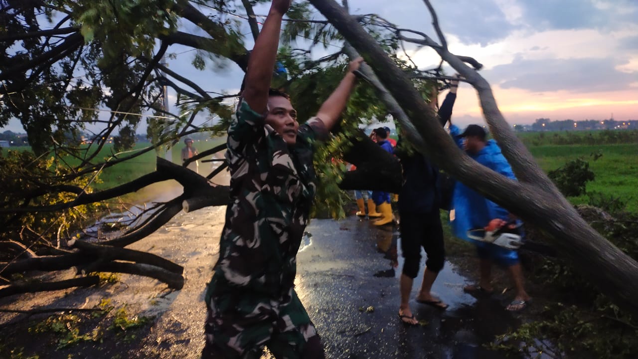 Babinsa Pos Ramil Mojoanyar Bersama Bhabinkamtibmas, BPBD Hingga Relawan Evakuasi Pohon Tumbang