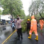 Aksi Cepat Tim Gabungan Koramil Mojoanyar, Polsek & BPBD Evakuasi Pohon Tumbang