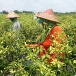 Petani Cabai di Jombang Sumringah, Harga Cabai Melonjak di Pasaran