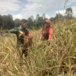 Babinsa Koramil Jangkang Bantu Pelaksanaan Panen Padi Di Wilayah Desa Binaan