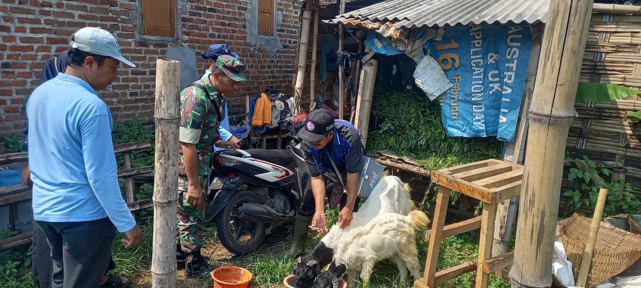 Terus Aktif Dampingi Petugas Distan, Babinsa Koramil Dlanggu Berharap PMK Terus Terkendali