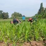 Kawal Program Hanpangan, Babinsa Koramil 0815/01 Pralon Bersama Poktan Rawat Lahan Jagung