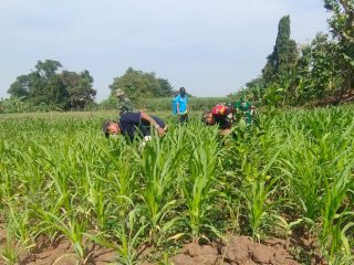 Kawal Program Hanpangan, Babinsa Koramil 0815/01 Pralon Bersama Poktan Rawat Lahan Jagung