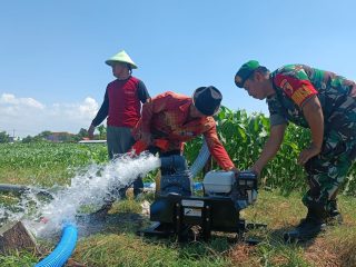 Pompa Air Brigade Alsintan Alirkan Air di Lahan Jagung, Ketua Poktan Tani Makmur : Terima Kasih Bapak Menteri Pertanian Dan Bapak TNI