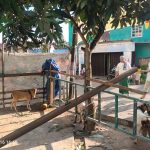 Masjid Nurhidayatullah Komplek Korpri Potong Hewan Qurban 8 Ekor Kambing 5 Sapi