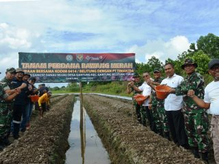 Produksi Bawang Merah Binaan Bersama Kodim 0414 Belitung dan PT Timah Target 15 Ton Perhektar