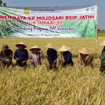 BSIP Jatim Bareng Koramil 0815/09 Panen Raya Di Kebun Percobaan (KP) Mojosari