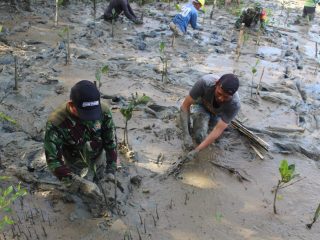 Bersatu Dengan Alam Untuk Indonesia Hijau, Kodim 1202/Singkawang Laksanakan Penanaman Mangrove Bersama Masyarakat