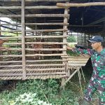 Sambangi Peternak Kambing, Babinsa Kodim 1209-07/Jgb Komsos Dan Berikan Motivasi