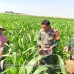 Kawal Program Hanpangan, Babinsa Koramil Gedeg Aktif Dampingi Petani Jagung