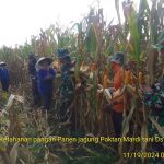 Ketahanan Pangan, Babinsa Pos Mojoanyar Bareng Poktan Panen Jagung