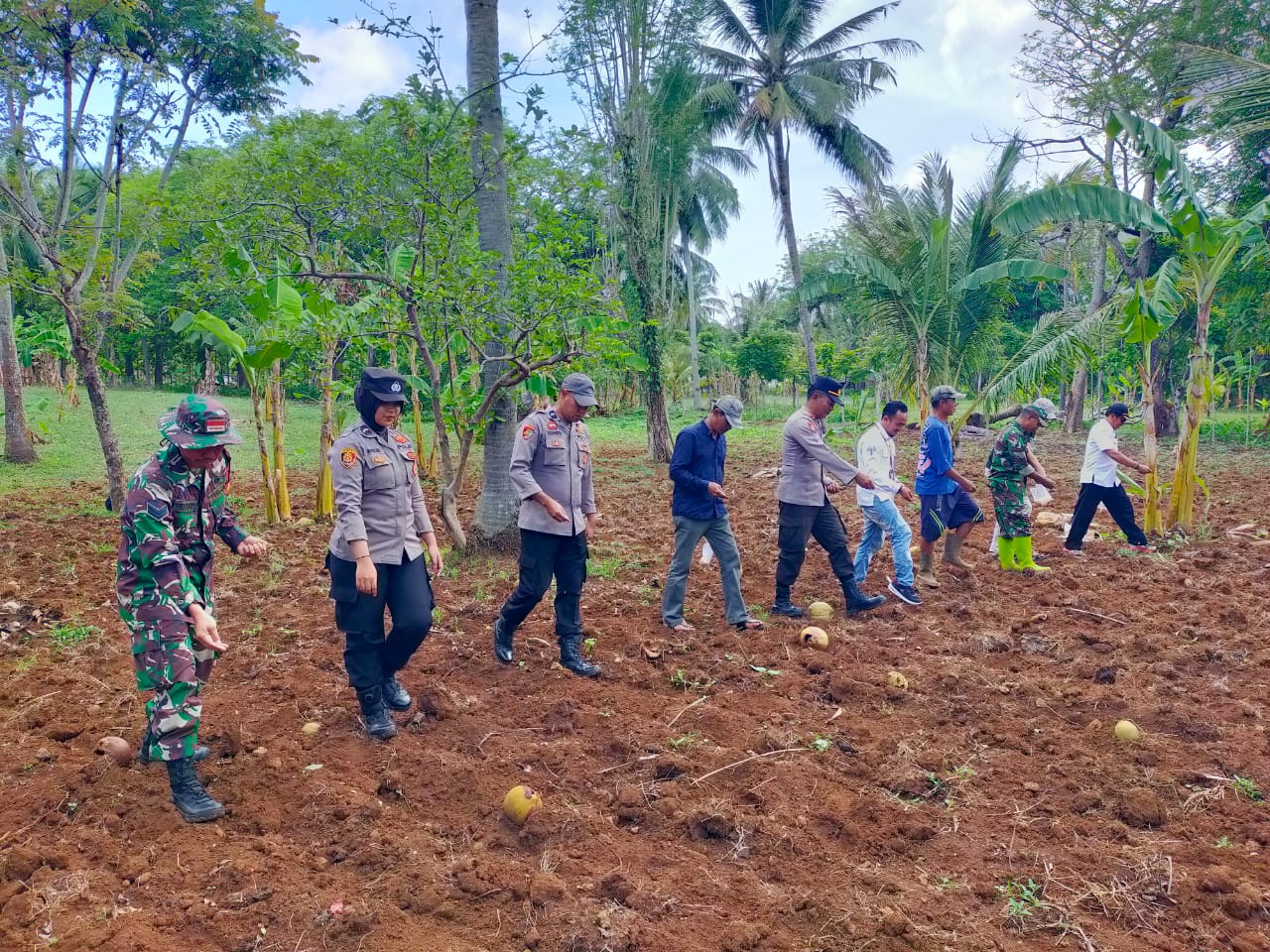 Program Ketahanan Pangan, Polsek Masalembu Tanam Beni Jagung