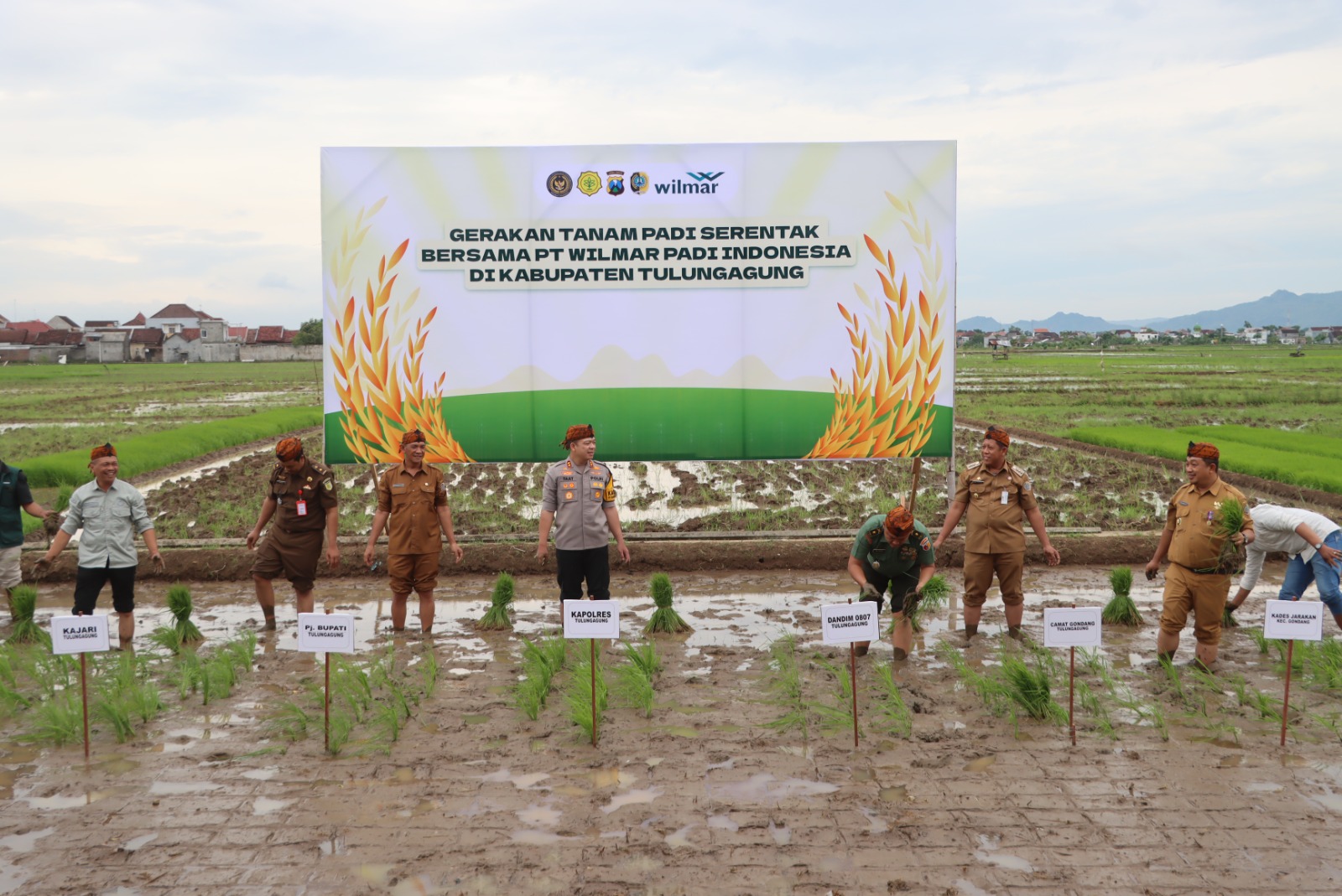 Polres Tulungagung kerja sama Dengan PT. Wilmar Padi Indonesia dan Pemerintah Desa Lakukan Tanam Padi