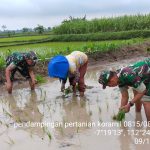 Penuh Semangat, Babinsa Koramil 0815/08 Dawarblandong Turun Ke Sawah Dampingi Petani Tanam Padi
