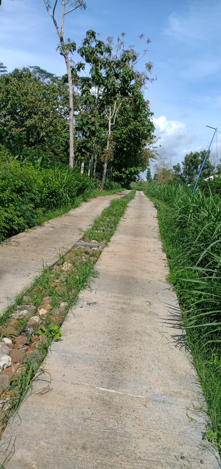 Dukung Ketahanan Pangan Desa Kalitengah, Panggungrejo Bangun JUT