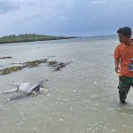 Penemuan Mayat di Pinggir Pantai Dusun Tembang Desa Buddhi Sumenep