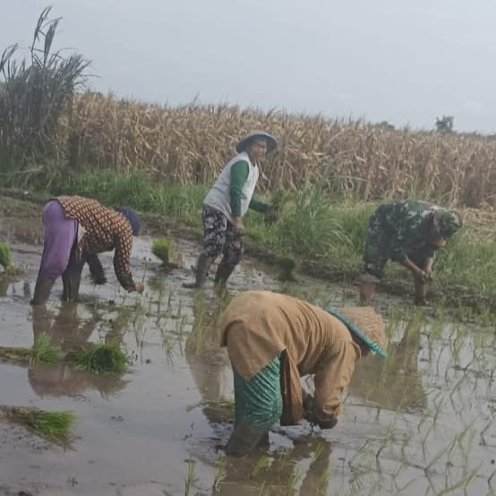 Terus Berkontribusi, Babinsa Koramil 0815/14 Dlanggu Bantu Petani Tanam Padi Varietas Inpari 32