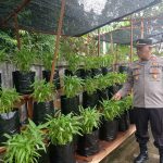 Kapolsek Pontianak Kota Manfaatkan Pekarangan Mako Polsek untuk Tanaman Produktif Dukung Ketahanan Pangan