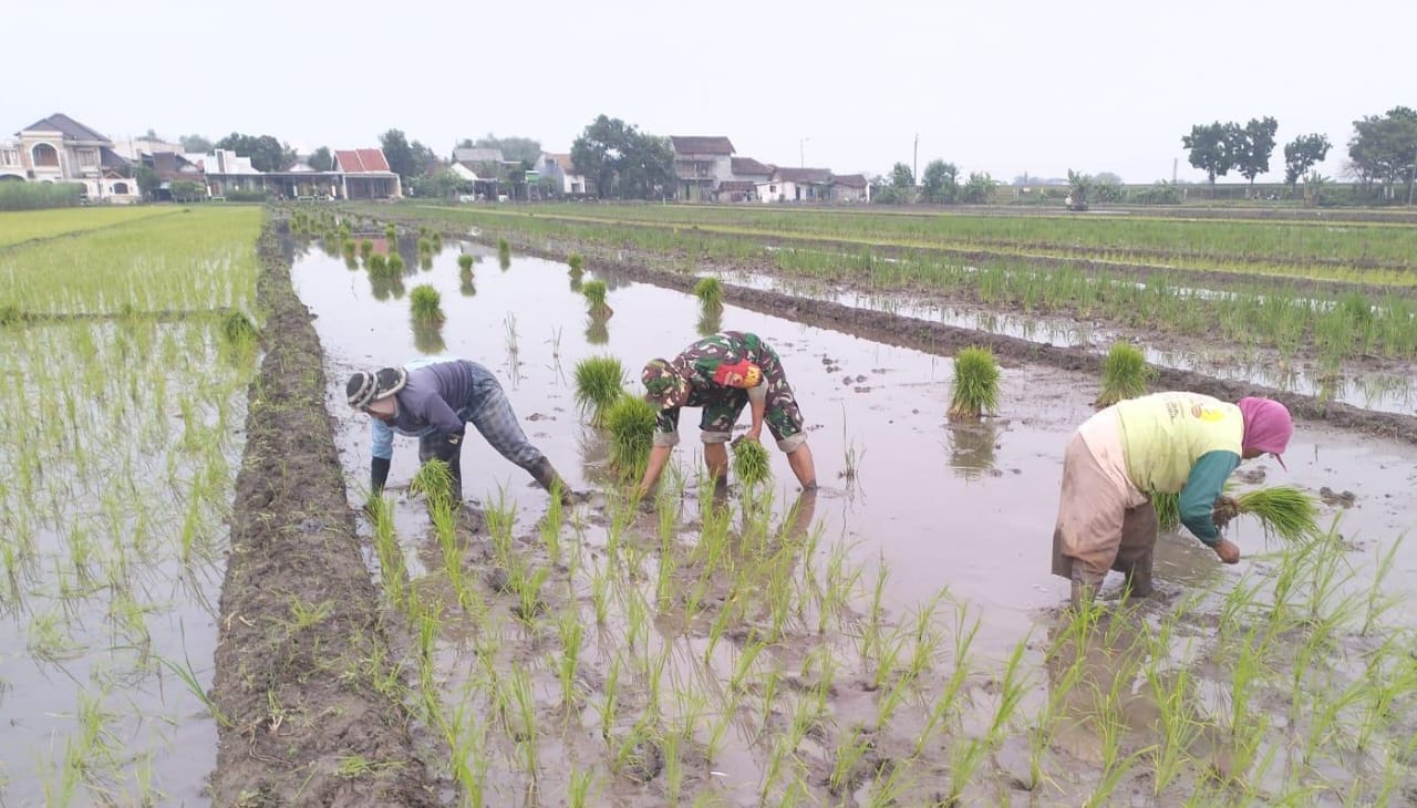 Dukung Swasembada Pangan Babinsa Koramil 0815/01 Prajurit Kulon Tanam Padi Bersama Petani