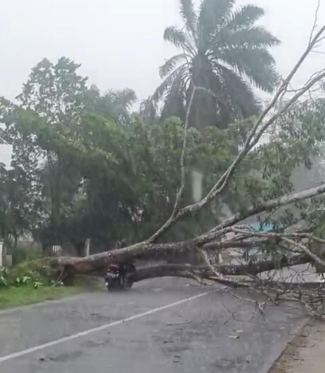 Cuaca Ekstrem Landa Kubu Raya: Puluhan Rumah Rusak, Pemotor Tertimpa Pohon Besar