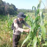 Bintara Penggerak Polsek Laur Aipda Hasnedi Cek Progres Perkembangan Tanaman Jagung 
