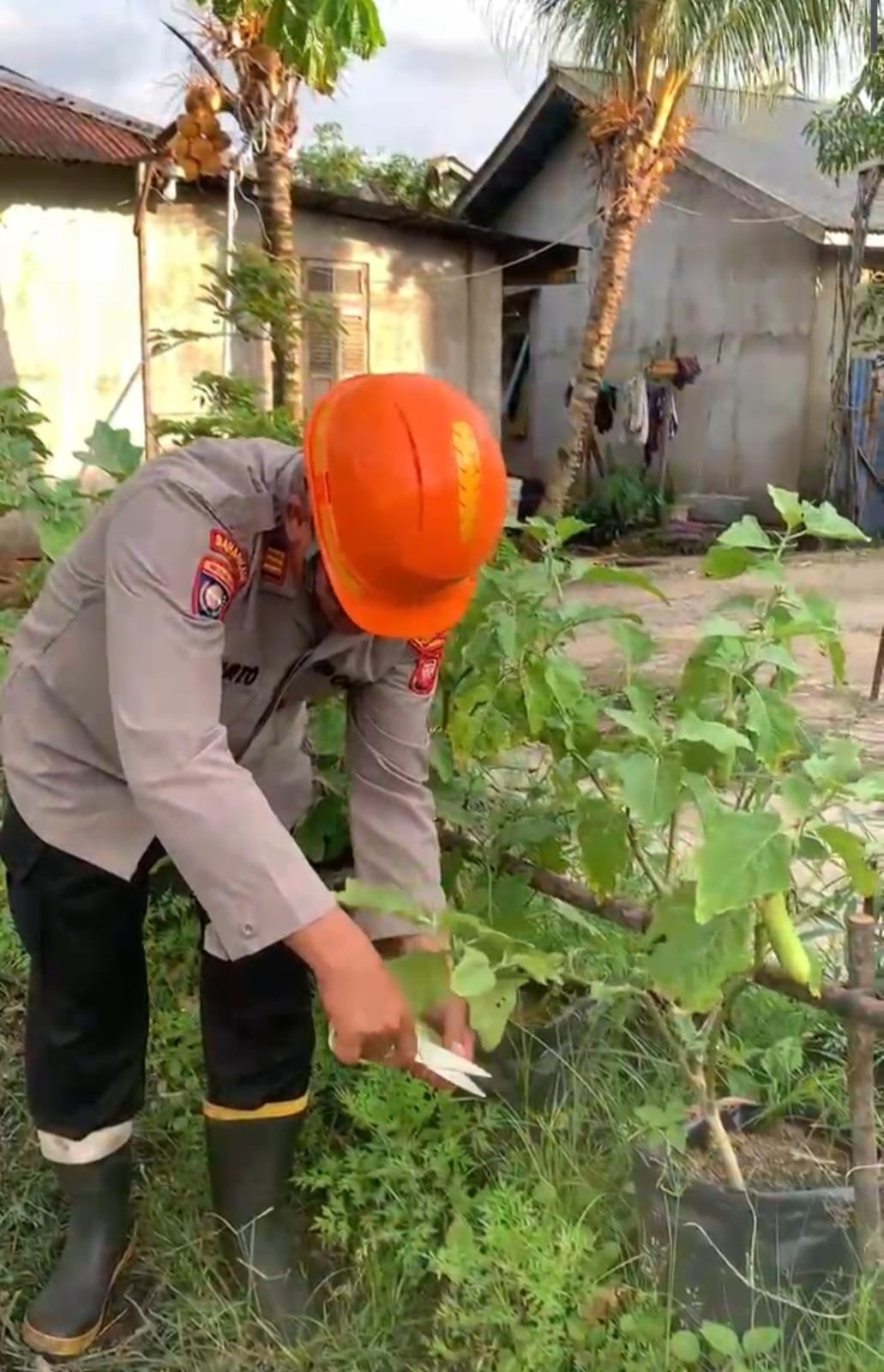 Panen Sayuran Program P2B, Kasat Binmas Polresta Pontianak Apresiasi Swasembada Pangan Warga