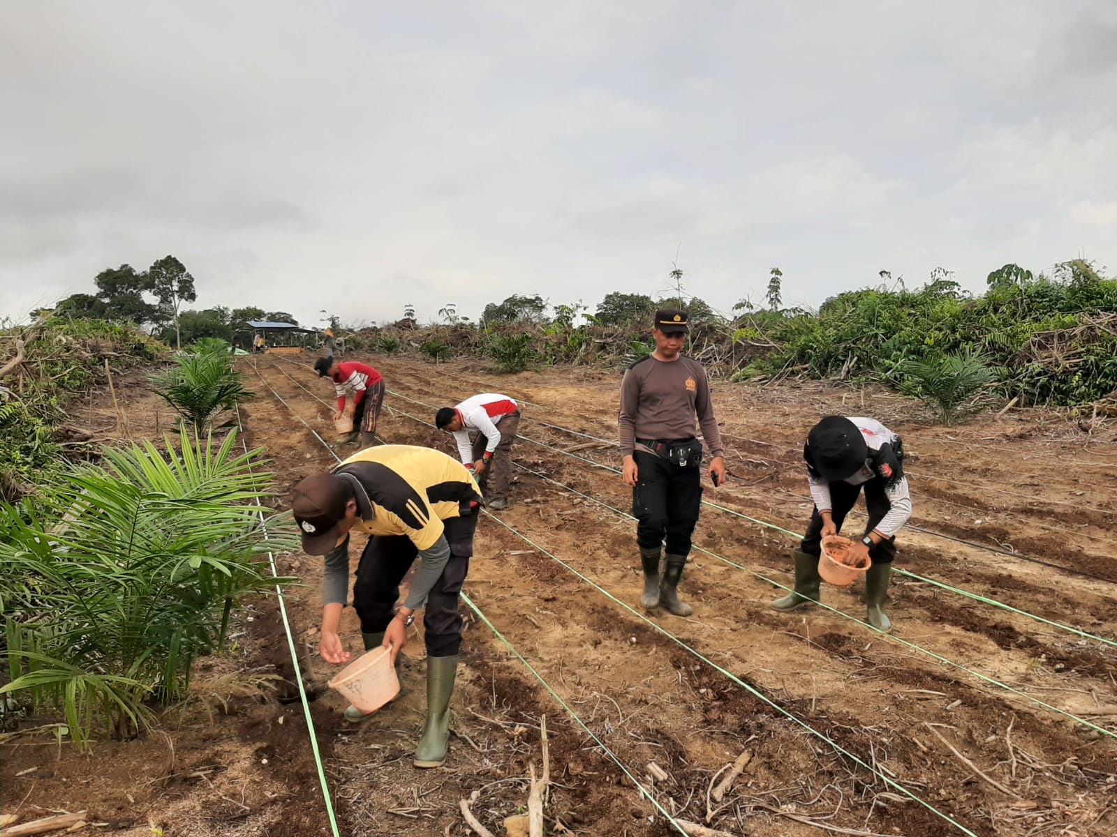 Kapolsek Mandor Bersama Anggota dan Warga Laksanakan Penanaman Lanjutan Bibit Jagung di Lahan Percontohan