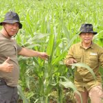 Peninjauan Lahan Jagung Hibrida, Kesiapan Panen Raya di Kecamatan Noyan