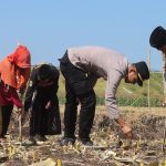 Polres Probolinggo Lakukan Penanaman Jagung di Ponpes Raudlatul Jannah 2 Maron