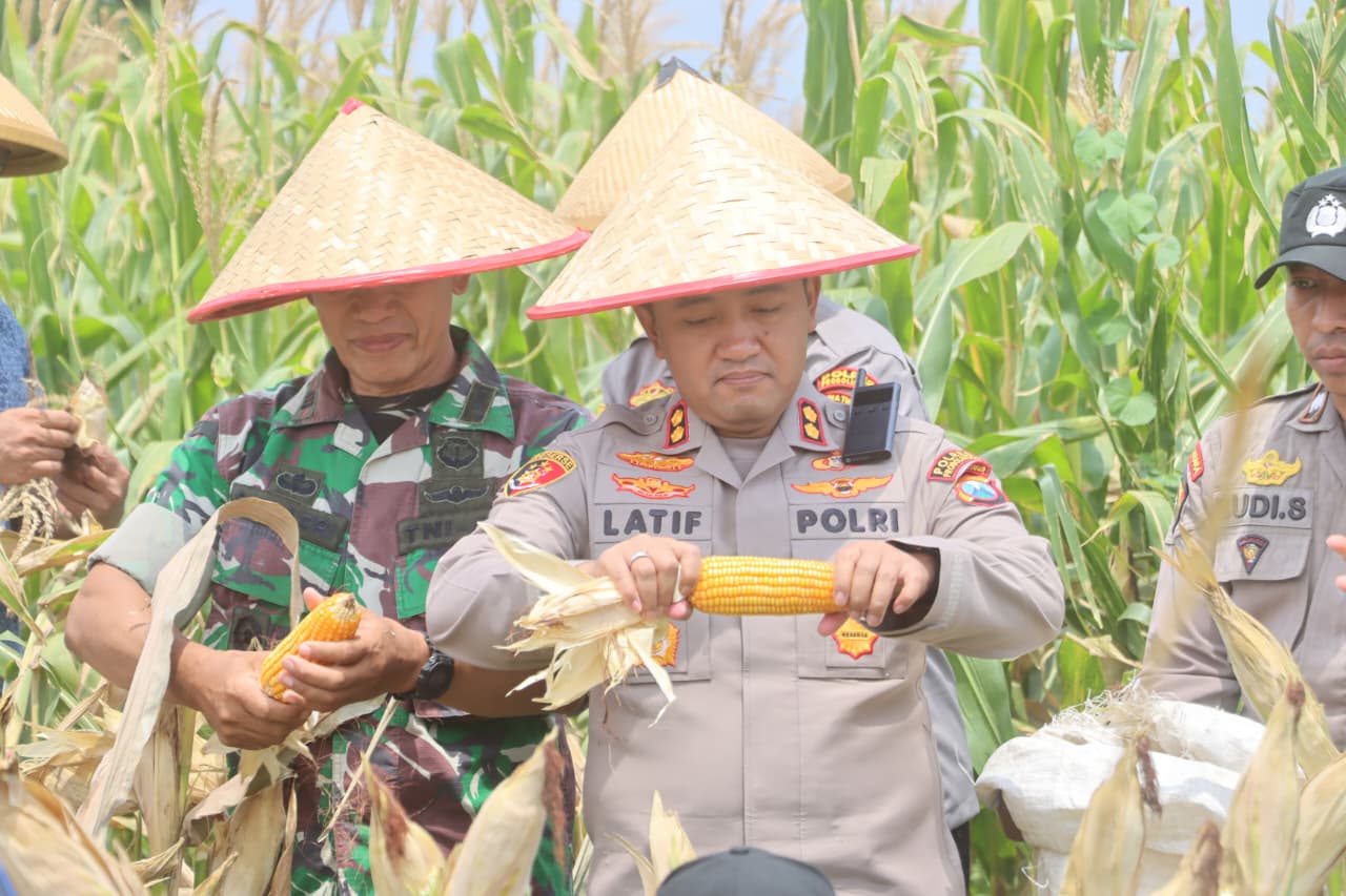 Dukung Swasembada Pangan, Panen Raya Jagung Serentak Kuartal III Polres Probolinggo Hasilkan 1,1 Ton Jagung