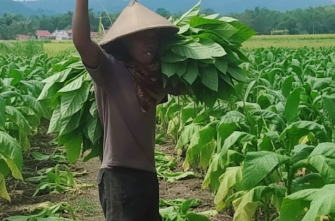 Gagal panen di Sampang, Madura: Bayang-Bayang Kesulitan Ekonomi Mengancam Petani