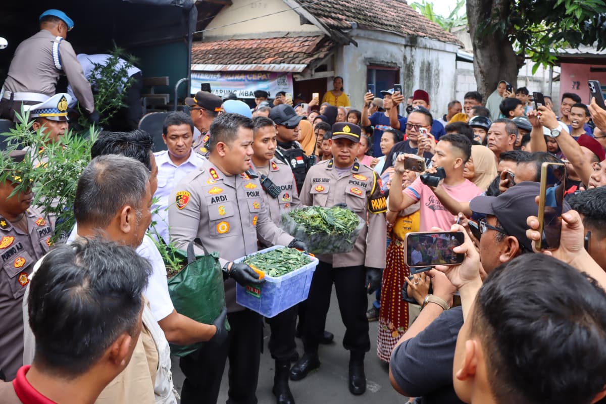 Polres Jombang Bongkar Budidaya Ganja di Rumah Kontrakan,110 Batang Disita