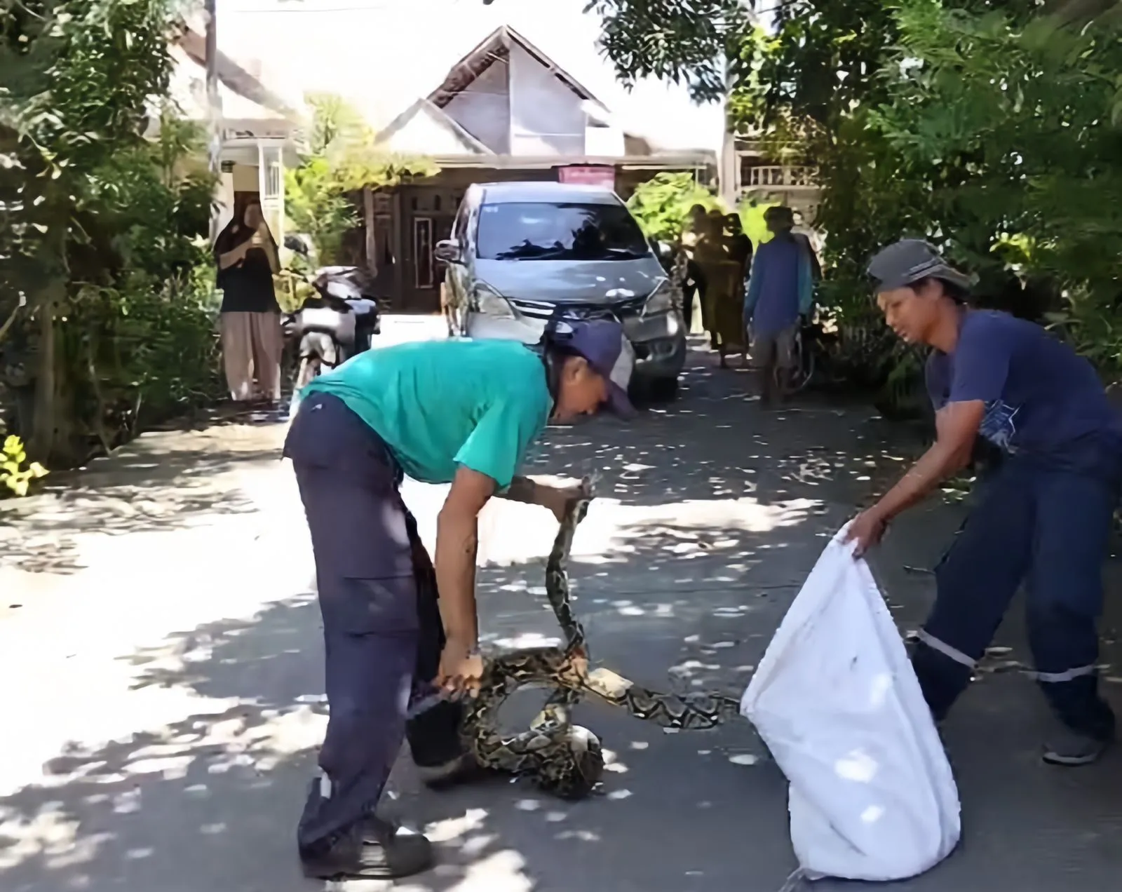 Petugas Kantor Desa Randegan Respon Cepat Laporan Warga Evakuasi Ular Piton ukuran Besar