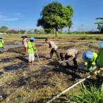 Wujud Nyata Dukung Ketahanan Pangan, Kanit Binmas Polsek Gapura Turun Tanam Jagung