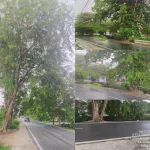 Upaya Pemeliharaan Pohon Yang Kurang Diperhatikan Sehingga Memberi Dampak Bagi Pembangunan Berkelanjutan