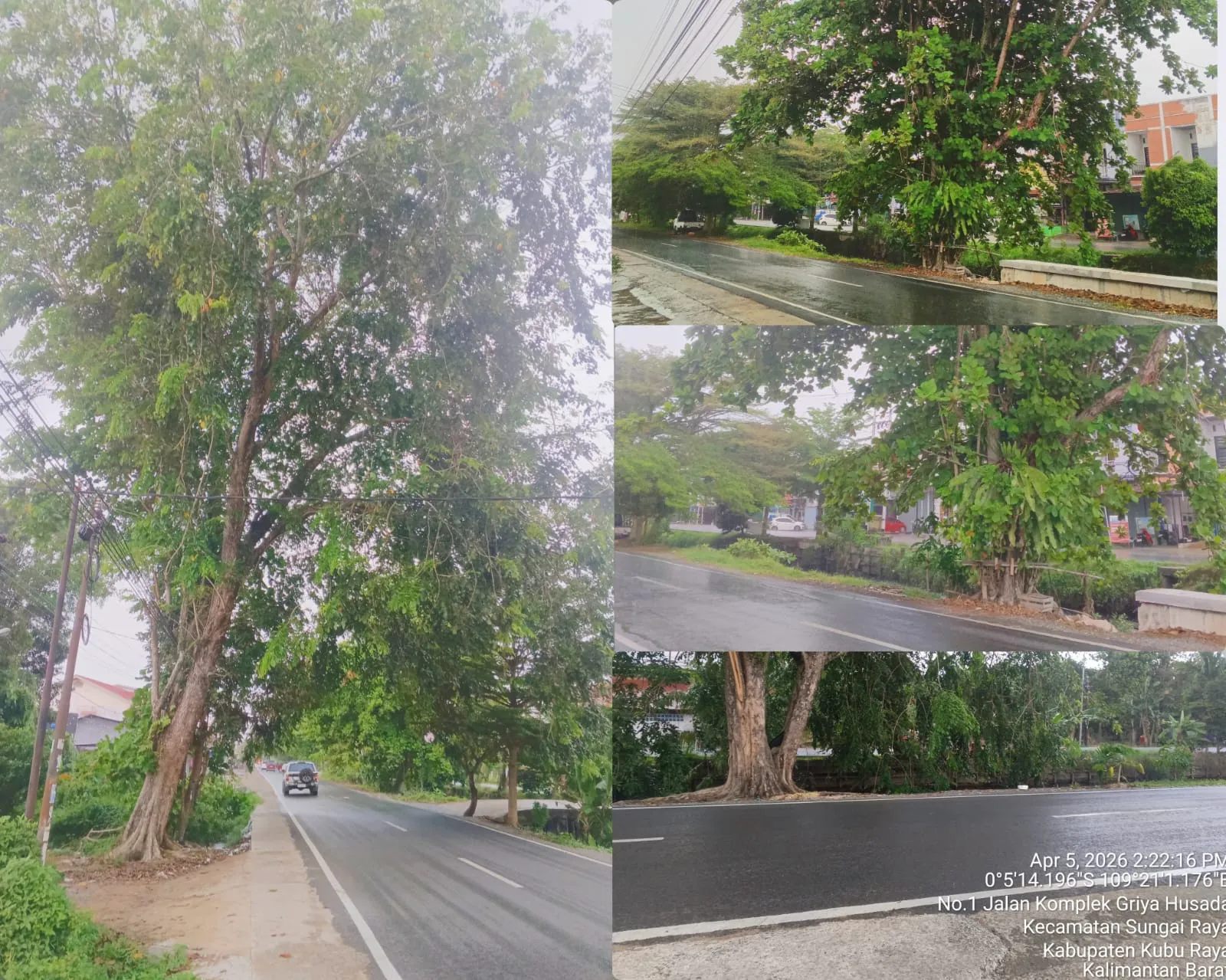 Upaya Pemeliharaan Pohon Yang Kurang Diperhatikan Sehingga Memberi Dampak Bagi Pembangunan Berkelanjutan