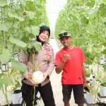 Dukung Ketahanan Pangan, Kabag SDM Polres Sumenep Tinjau Panen Melon Berbasis Smart Farming di Desa Kasengan
