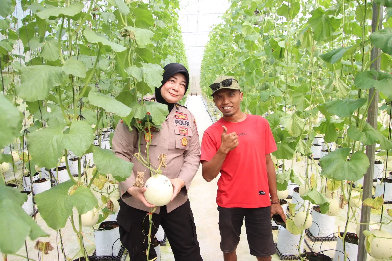 Dukung Ketahanan Pangan, Kabag SDM Polres Sumenep Tinjau Panen Melon Berbasis Smart Farming di Desa Kasengan