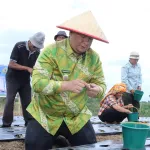 Menjawab Kepercayaan Pusat, Bupati Samosir Tanam Bawang Putih Bantuan Kementan bersama Kelompok Tani