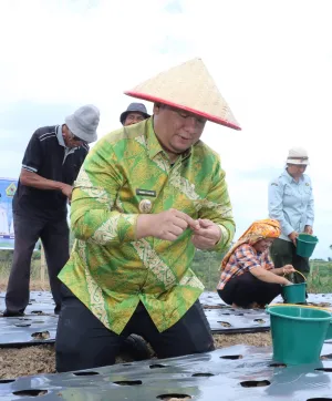 Menjawab Kepercayaan Pusat, Bupati Samosir Tanam Bawang Putih Bantuan Kementan bersama Kelompok Tani