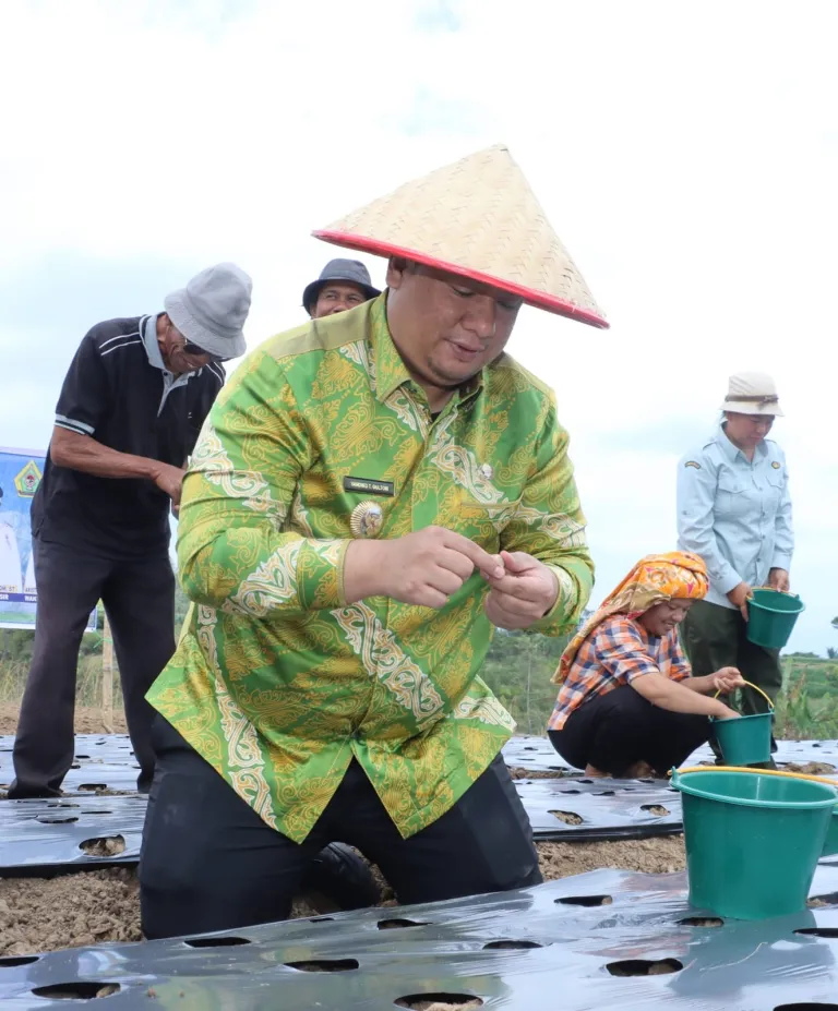 Menjawab Kepercayaan Pusat, Bupati Samosir Tanam Bawang Putih Bantuan Kementan bersama Kelompok Tani