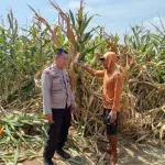 Polsek Winongan Pantau Lahan Jagung di Desa Menyarik Dukung Program Ketahanan Pangan Nasional