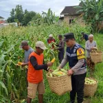 Dukung Swasembada Pangan, Bhabinkamtibmas Desa Torbang Panen Jagung Bersama Petani