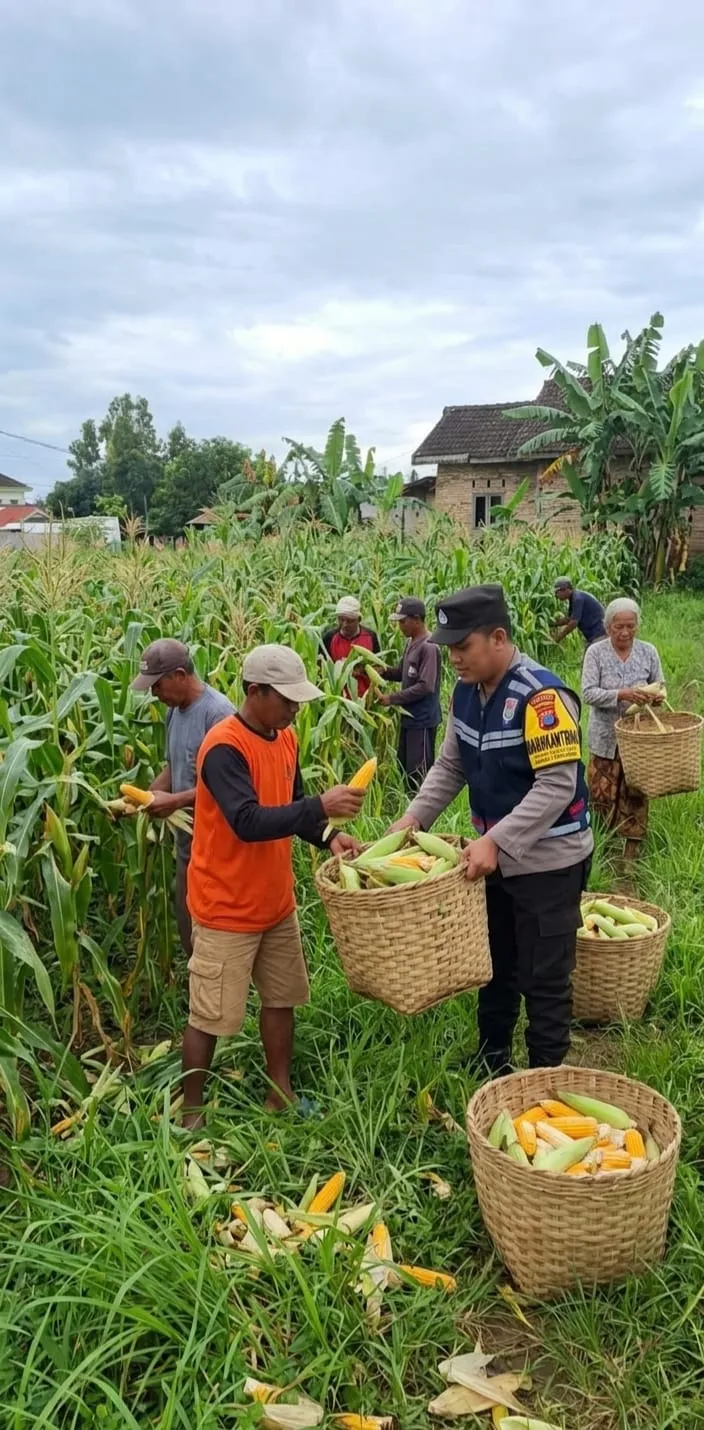 Dukung Swasembada Pangan, Bhabinkamtibmas Desa Torbang Panen Jagung Bersama Petani