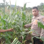 Polsek Jelai Hulu Laksanakan Pengecekan Perkembangan Tanaman Jagung Hibrida di Desa Pangkalan Suka