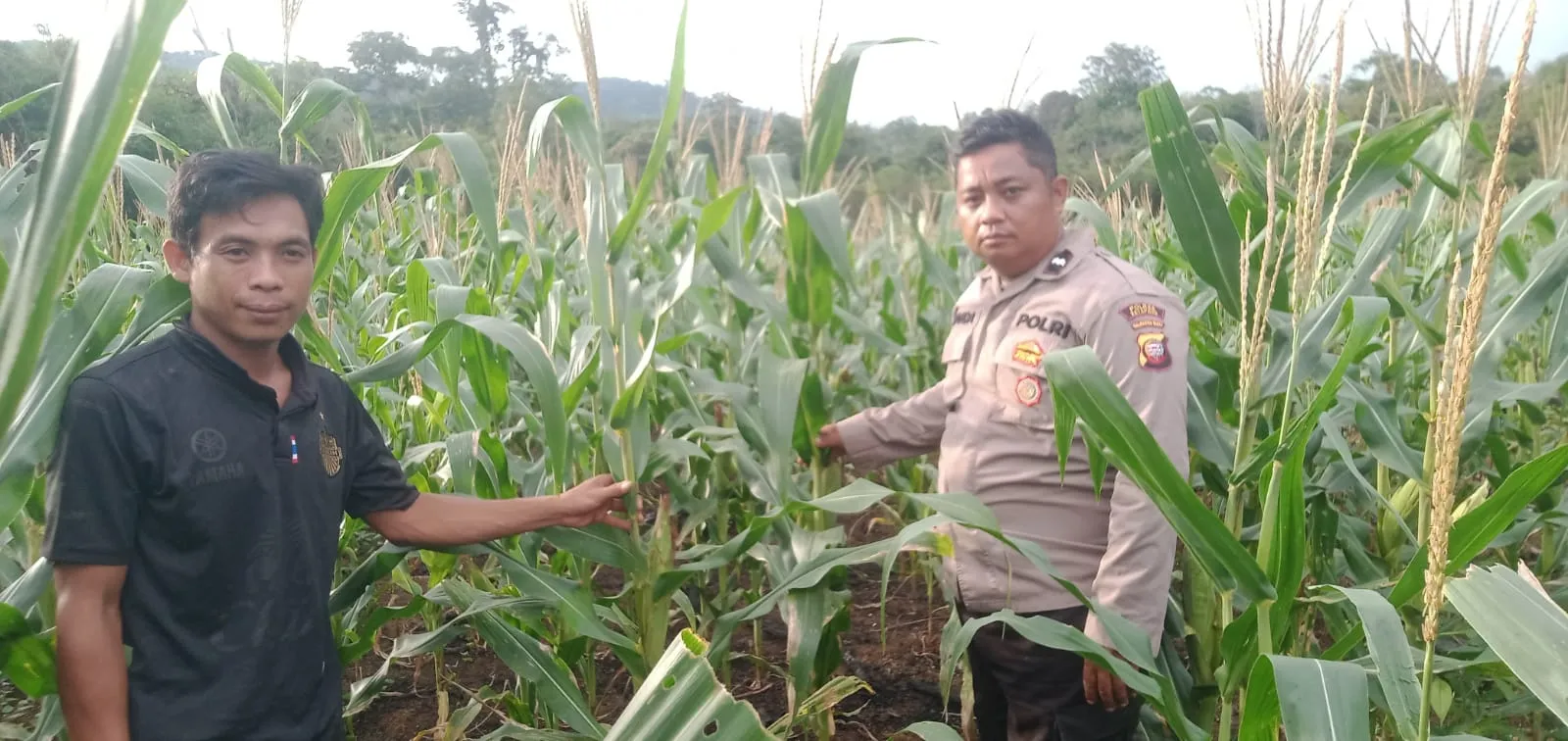 Polsek Jelai Hulu Laksanakan Pengecekan Perkembangan Tanaman Jagung Hibrida di Desa Pangkalan Suka