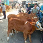 Harga Sapi Naik Drastis,jelang hari Raya qurban